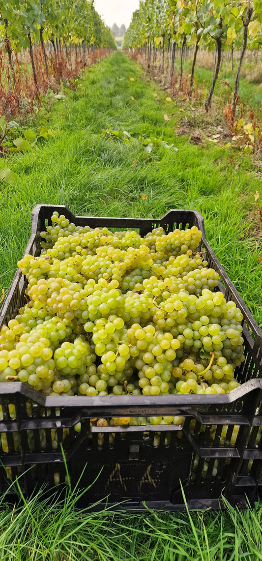 2025 Harvest & Seasonal Review
