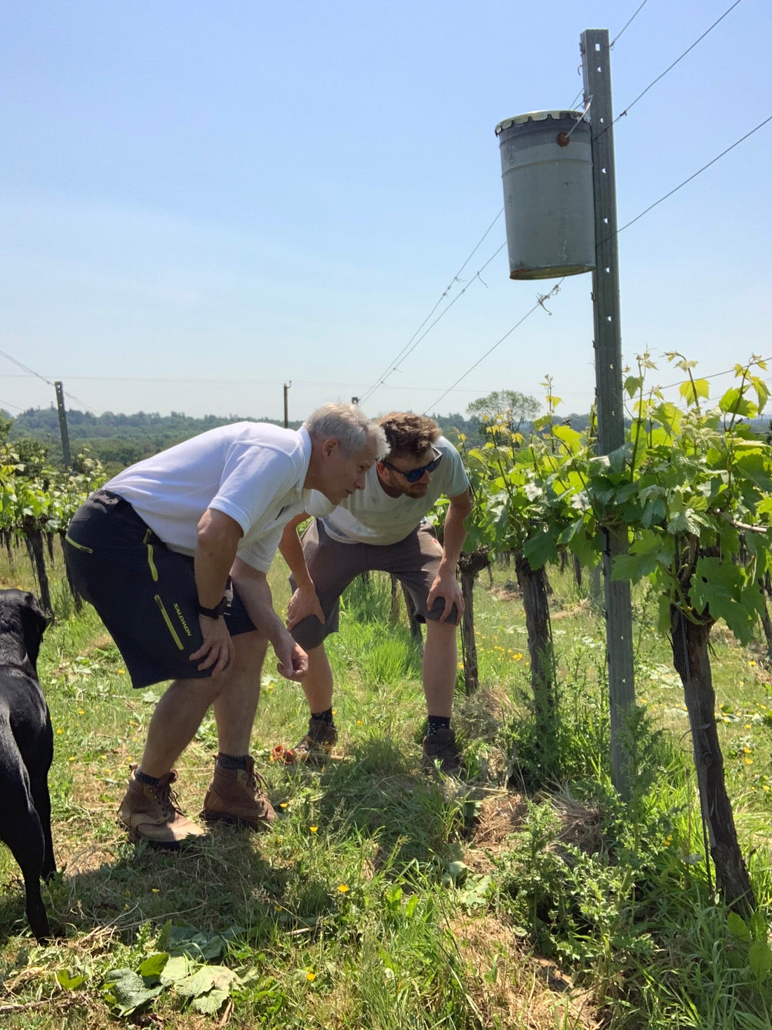 Musings From Mark - Vineyard Work