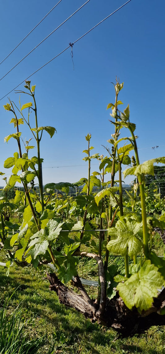 May - We've been as busy as the vines!