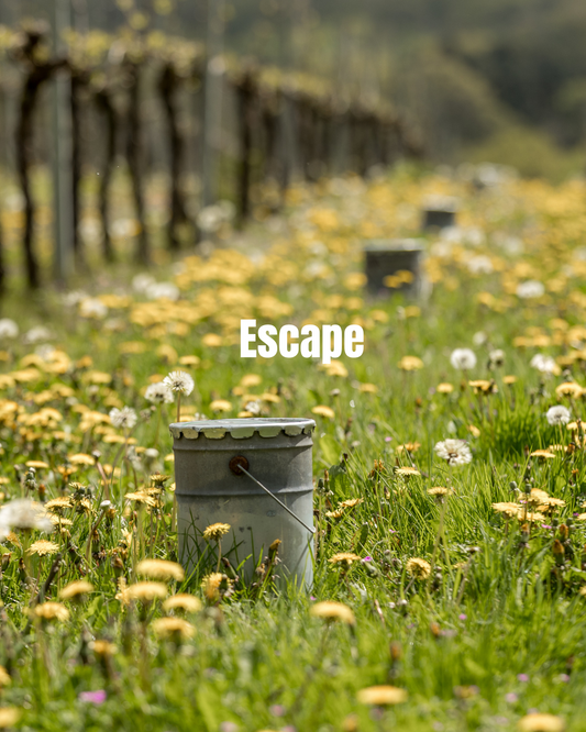 Escape for a Tour & Tasting at All Angels
