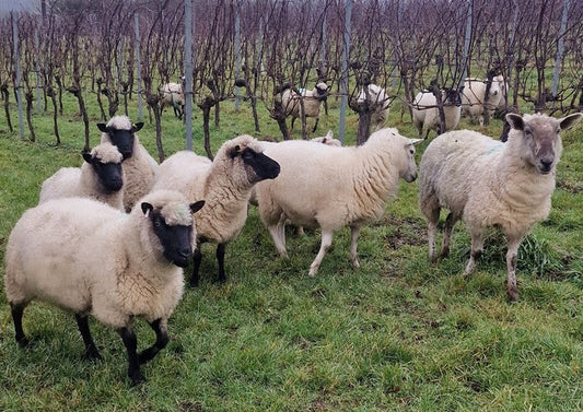 Sheep taking us into Spring...